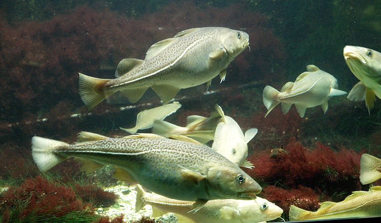 Dorsch. Foto: I. Oelrichs.