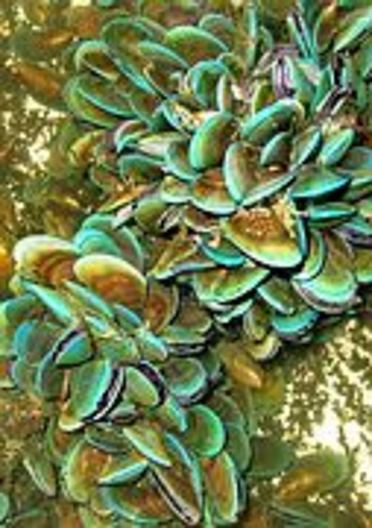 Die Grünlippmuschel Perna viridis stammt aus dem Pazifik, verbreitet sich mittlerweile aber auch in der Karibik. In der GAME-Station Trinidad & Tobago war sie Untersuchungsgegenstand. Foto: GAME