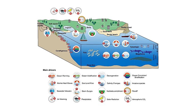 Grafik verschiedener Meeres- und Küstenökosysteme