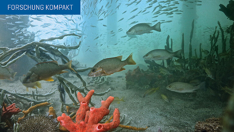 forschung kompakt visual 02