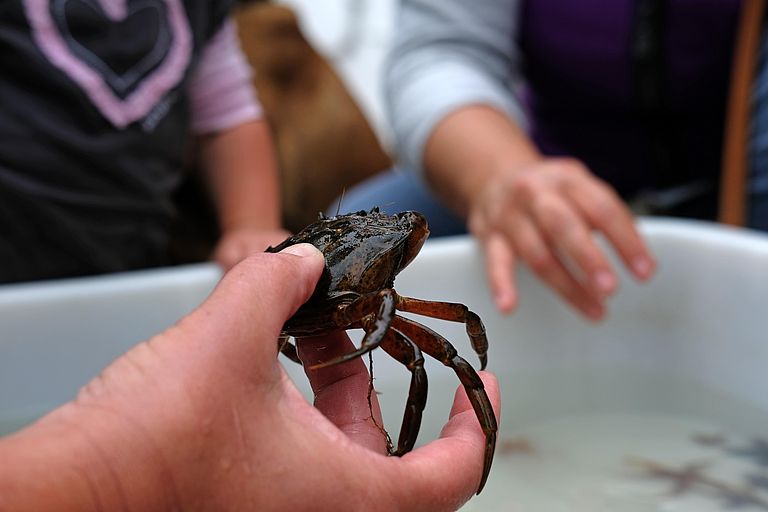 Die Bewohner der Ostsee, wie diese Strandkrabbe, lassen sich während des Open Ship hautnah erleben. Photo: Jan Steffen / GEOMAR