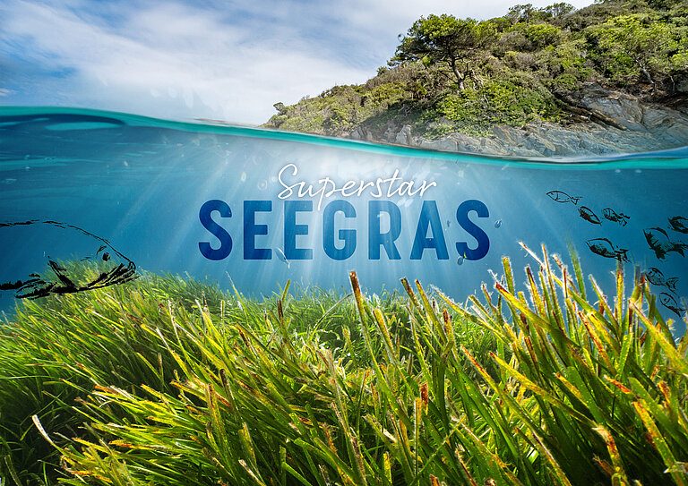 Superstar Seegras