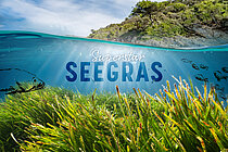 Superstar Seegras