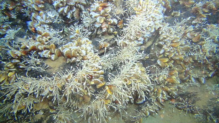 Muscheln am Meeresboden