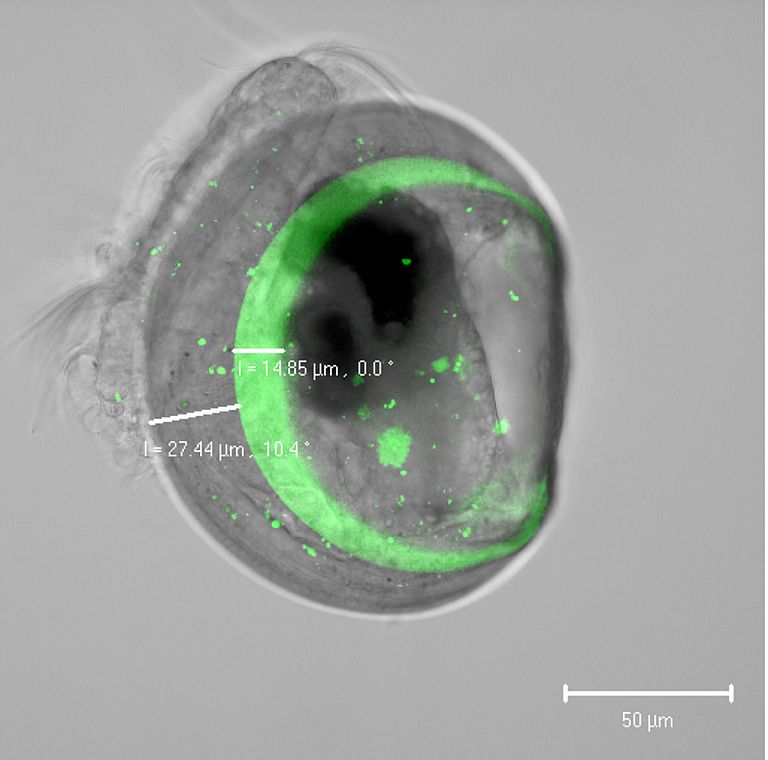 Zwei Tage alte Miesmuschellarven, die zwischen 24 und 26 Stunden nach Befruchtung in Meerwasser mit dem Fluoreszenzfarbstoff Calcein (grün) exponiert worden sind. Foto: F. Melzner, GEOMAR.