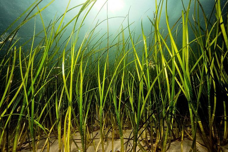 seagrass meadow. Foto: Uli Kunz