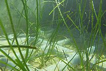 Zostera marina (Seegras) in Pflanztöpfen (Plastikaquarien) in einem der 12 Benthokosmen an der Kiellinie während eines Langzeitexperiments zur Auswirkung von Hitzewellen auf Küstenökosystem. Foto: Christian Pansch/GEOMAR (CC BY 4.0)