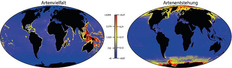 Global maps of species richness (left) and speciation rate (right). After Rabosky et al., 2018).
