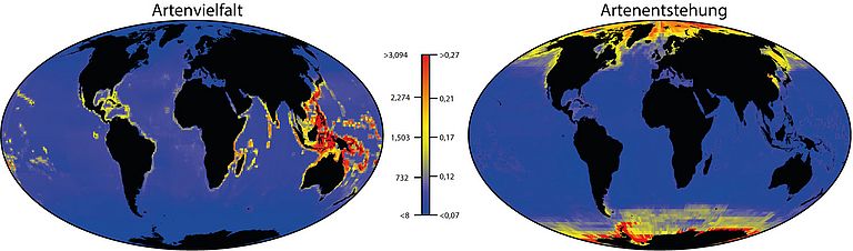 Globale Karten der Artenvielfalt (links) und Artenbildung (rechts). Nach Rabosky et al., 2018).
