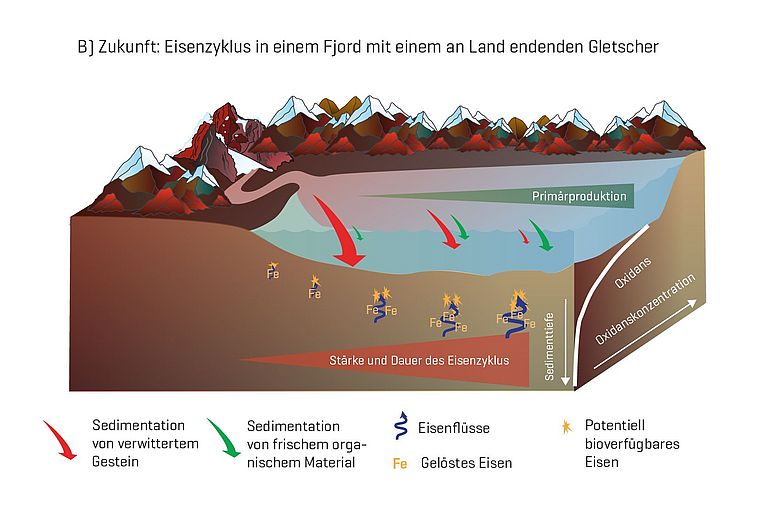 Grafik, die die Rolle des Sediments für die Verfügbarkeit von Nährstoffen in den Fjorden Spitzbergens zeigt, wenn ein Gletscher nicht mehr bis ans Wasser reicht. Grafik bearb. nach Laufer-Meiser et al., 2021