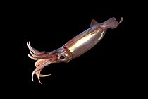 A specimen of the atlantic squid Sthenoteuthis pteropus. Photo: Solvin Zankl, www.solvinzankl.com