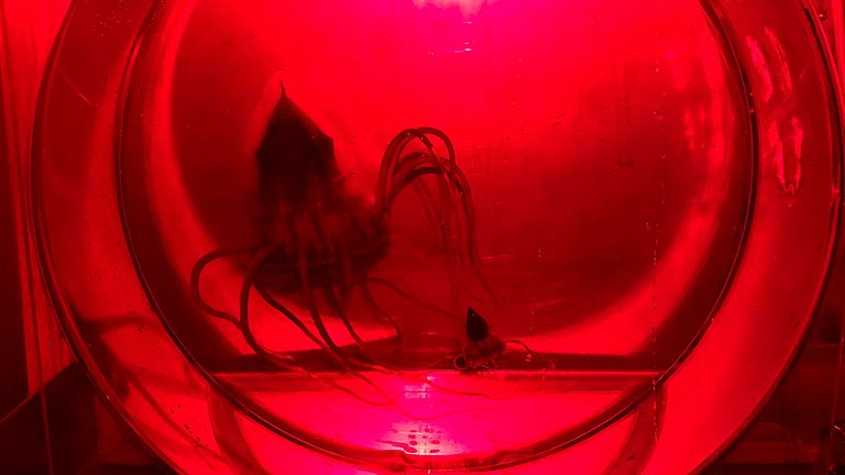 Two jellyfish in an experimental tank, under red light