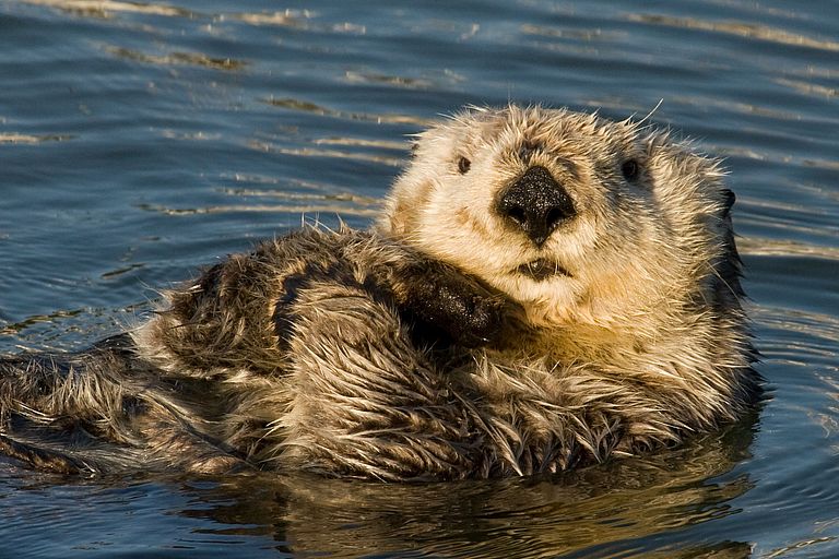 A Sea otter. Photo: J. Tomoleoni
