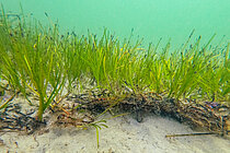 Ein Unterwasserbild von einer Seegraswiese