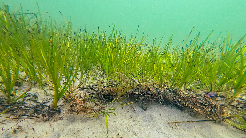 Underwater picture of a seagrass meadow