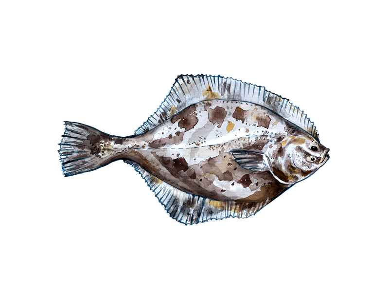Watercolour painting: The picture shows a flounder, which is a flatfish with dark spots.