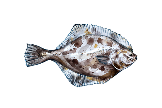 Aquarellmalerei: Das Bild zeigt eine Flunder, das ist ein Plattfisch mit dunklen Flecken