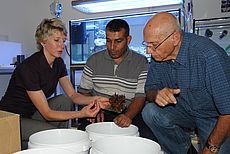 Isabelle Taubner, Mahmoud AlKhatib and Boaz Lazar looking at an Acropora sp. coral. Photo: Maike Nicolai, GEOMAR