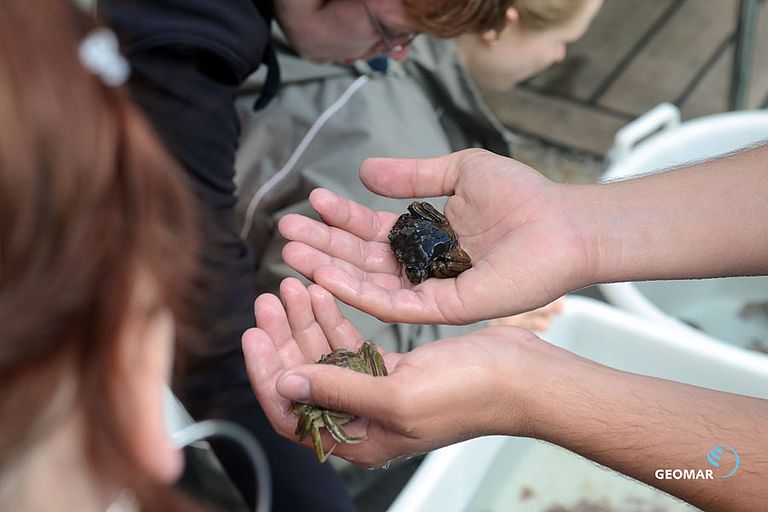 Was lebt denn da im Meer?!