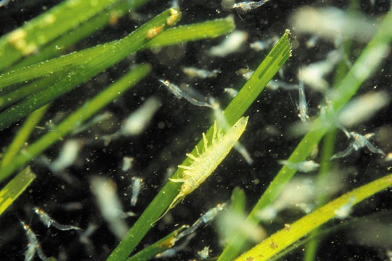 [Translate to English:] Seegraswiesen bilden einen Lebensraum für Krebstiere, Jungfische und viele andere. Foto: Thorsten Reusch, GEOMAR