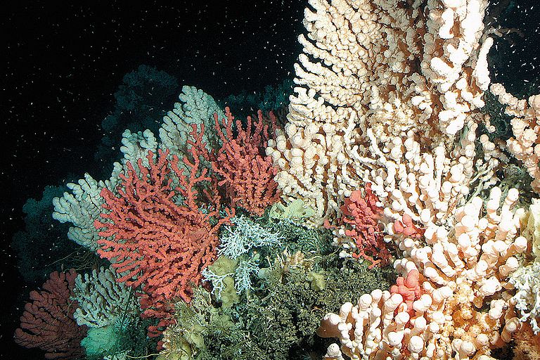 KALTWASSERKORALLEN | Die Verbreitung der Korallenriffe ist aber nicht nur auf die warmen Tropen beschränkt. Die so genannten Kaltwasserkorallen der höheren Breiten leben nicht wie ihre tropischen Verwandten in Symbiose mit Grünalgen und sind damit licht- und insbesondere weitestgehend tiefenunabhängig. Seit zwei Dekaden weiß man erst, dass diese Kaltwasserkorallen ebenfalls mächtige Riffkörper bilden und sich an fast allen Kontinentalrändern der Weltmeere in Wassertiefen zwischen 1000 und 40 Metern finden. Kaltwasserkorallen sind ebenfalls ausgezeichnete Umweltarchive. Foto: JAGO-Team/GEOMAR