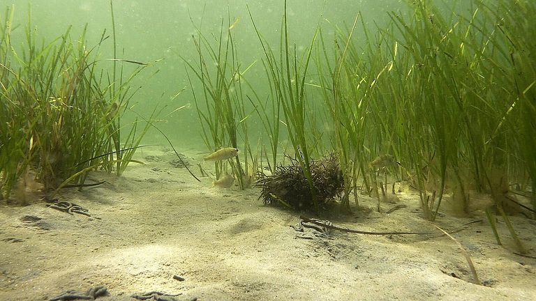 Viele marine Lebewesen, zum Beispiel auch Seegräser in der Ostsee, pflanzen sich durch die Bildung von Klonen fort. I