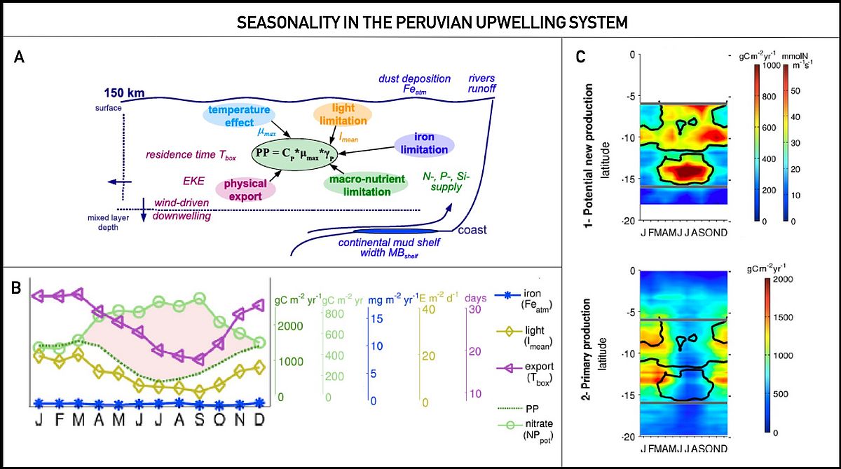 Figure1: Graphs depicting the seasonality of primary production, nitrate availability, iron, light and water export (From Messie and Chavez 2015).  A: schematic of the principal factors regulating primary production. B: seasonal cycles of PP and its predictors. C1 and C2: time-latitude diagrams of data averaged longitudinally in a 150 km coastal band. C1: nitrate supply (N-supply, color bar mmol N m-1 s-1) and potential new production (NPpot, color bar gC m-2 yr-1); C2: primary production (PP) calculated from satellite Chla. Black contours are the 500 gC m-2 yr-1 NPpot isoline.