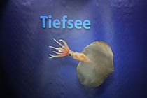 Foto: A. Villwock, GEOMAR