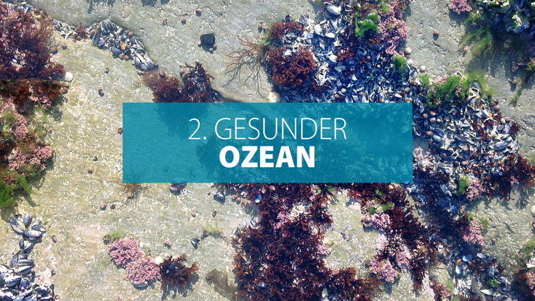 Ziel 2: Gesunder und widerstandsfähiger Ozean