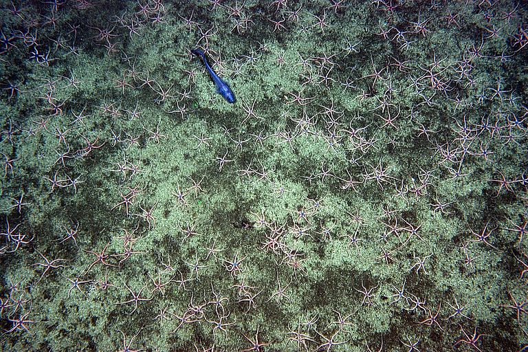 Schlangensterne und Fisch am Rande der zentralen Sauerstoffminimumzone in einer Wassertiefe von 613 Metern. Foto: IFM-GEOMAR