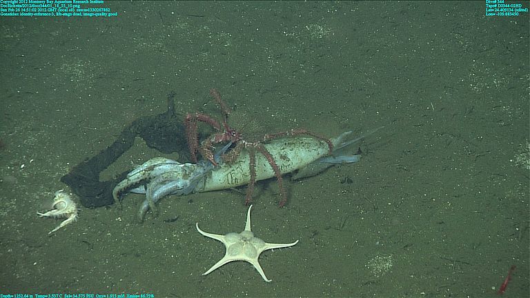 Dead squid in the Gulf of California. In areas where squid are abundant the seafloor may receive annually pulses of dead post reproductive squid. From: Hoving et. al.: Bathyal feasting: post-spawning squid as a source of carbon for deep-sea benthic communities. Proc. R. Soc. B 20172096. Photo: MBARI