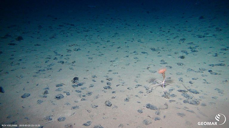 Typisches Manganknollenhabitat auf dem Meeresboden der Clarion-Clipperton Bruchzone (CCZ) im Pazifik (Expedition SO239) mit einer Seeanemone und einem Schlangenstern. Foto: ROV KIEL6000, GEOMAR.