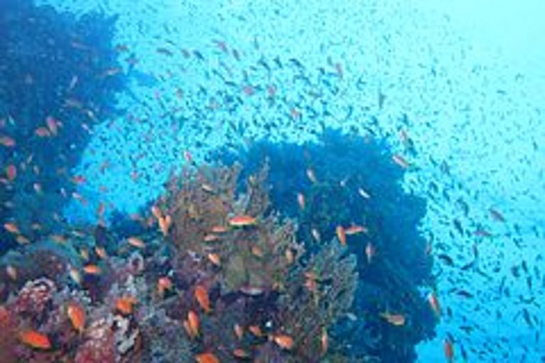 Unterwasserwelten wie aus dem Bilderbuch. Doch während der wissenschaftlichen Bestandsaufnahme fanden die Kieler Meeresbiologen nicht alle Riffe in solchen naturnahen Zuständen. Einige zeigten deutliche Spuren menschlicher Einflüsse. Foto: Christian Lieberum, IFM-GEOMAR