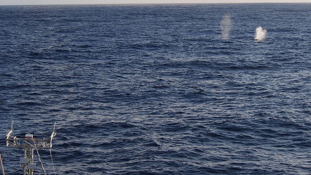 Aufnahme vom Wirbelkovarianzmast mit Walen im Hintergrund
