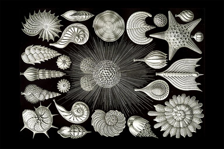 Foraminifera from the book "Art Forms in Nature", published in 1904 by Ernst Haeckel, plate 2.