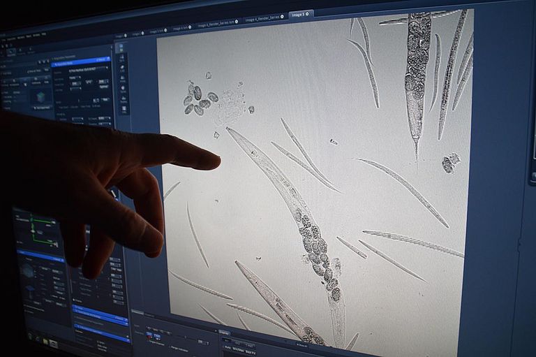 Mithilfe eines speziellen Computerprogramms werden Bakterien-Infektionen im Inneren des Fadenwurms ausgewertet, um die schnelle Anpassung der Krankheitserreger zu beurteilen. Copyright/Foto: Raissa Nickel/Uni Kiel
