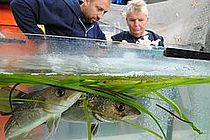 Das beliebte Programm "Meerestiere zum Anfassen" bringt Groß und Klein die Lebewelt der Ostsee näher. Foto: J. Steffen, IFM-GEOMAR