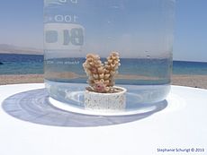 Stony coral colony (Acropora sp.) in a beaker after the experiment.