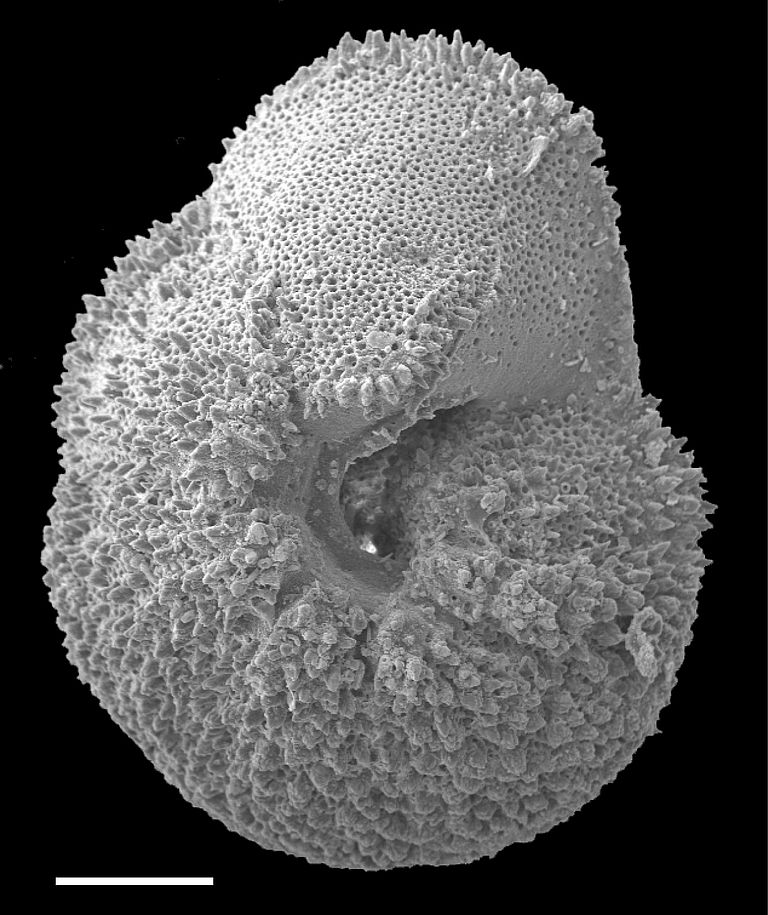 Foraminifere der Art M. subbotinae. Foto: P.F. Sexton, Open University, Milton Keynes, UK.