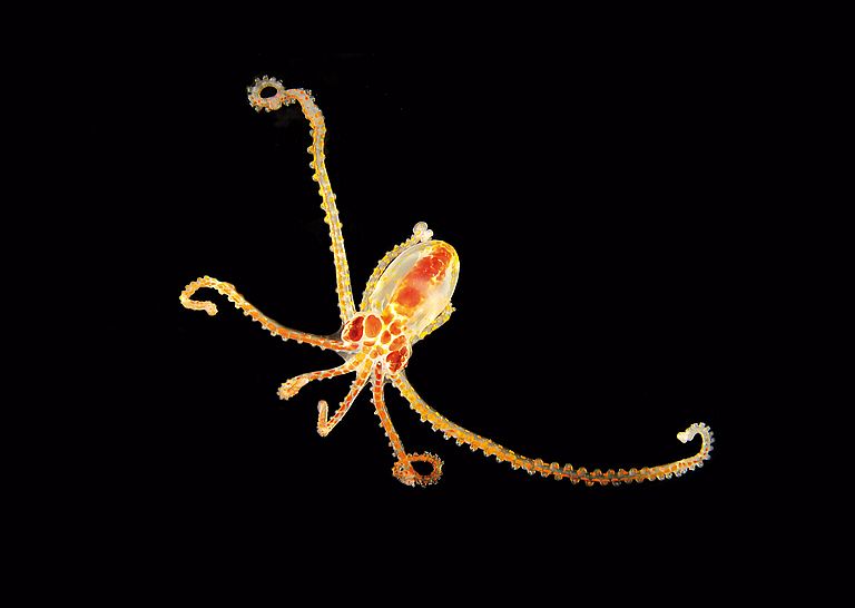 Octopus defilippi. Foto: U. Piatkowksi