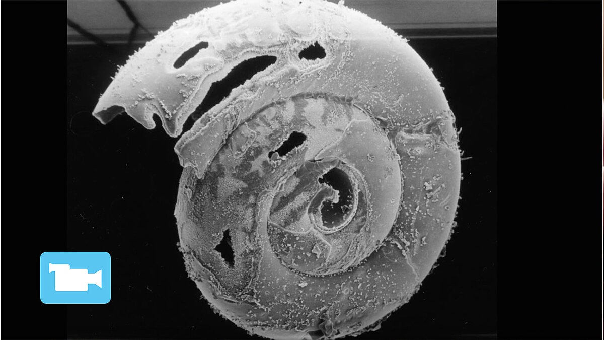 BIOACID - dem Ozeanwandel auf der Spur