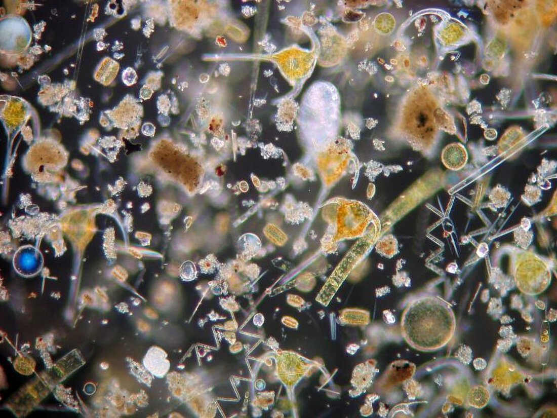 Plankton