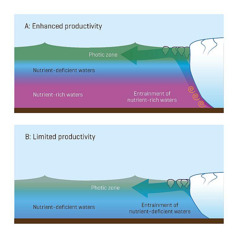 Enden Gletscher vor der Küste Grönlands in der richtigen Wassertiefe, kann der Schmelzwasserauftrieb an der Gletscherfront sommerliche Planktonblüten verursachen. Zieht sich der Gletscher dagegen in geringere Wassertiefen zurück, hat der Auftrieb keinen düngenden Effekt mehr. Grafik: Mark Hopwood/GEOMAR