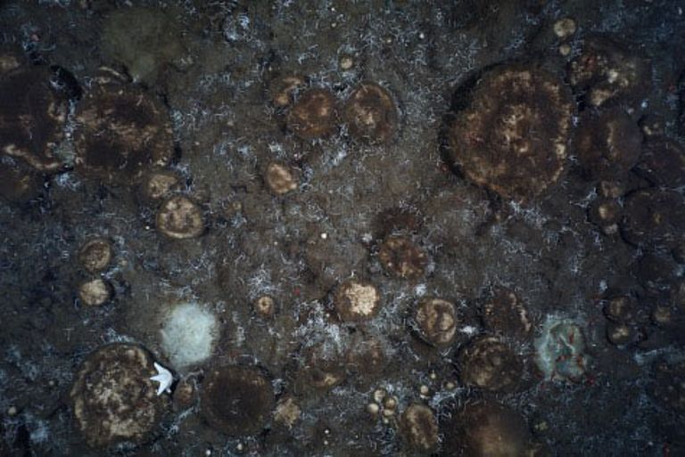 Sponges at the sea floor.