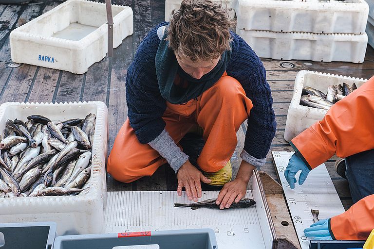 Measuring fish during a fisheries biology expedition in the Baltic Sea. 
