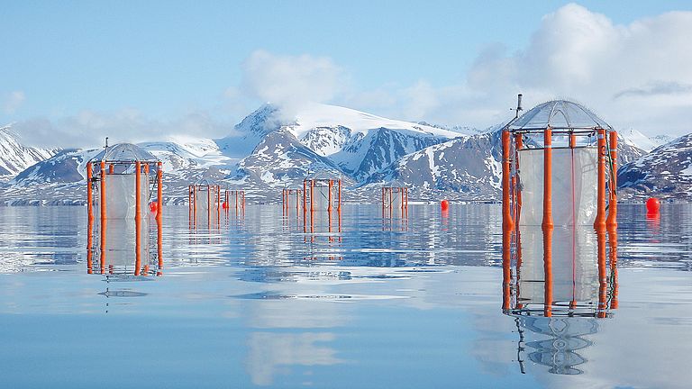 2010, Kongsfjord, Spitzbergen: Der erste Mesokosmen-Einsatz fand in der Arktis­ statt, die am stärksten von Ozeanversauerung bedroht ist. 