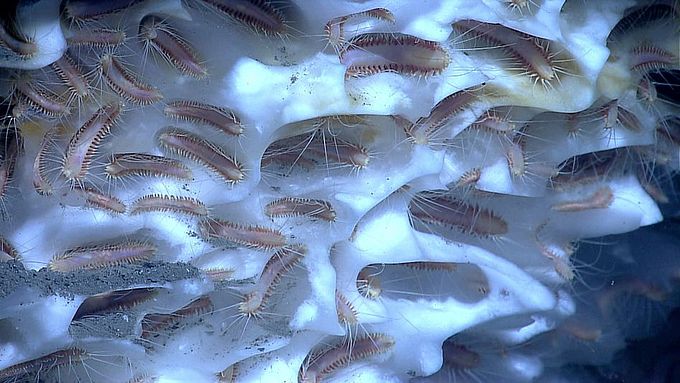 Deep-sea worms on methane ice (Gulf of Mexico)