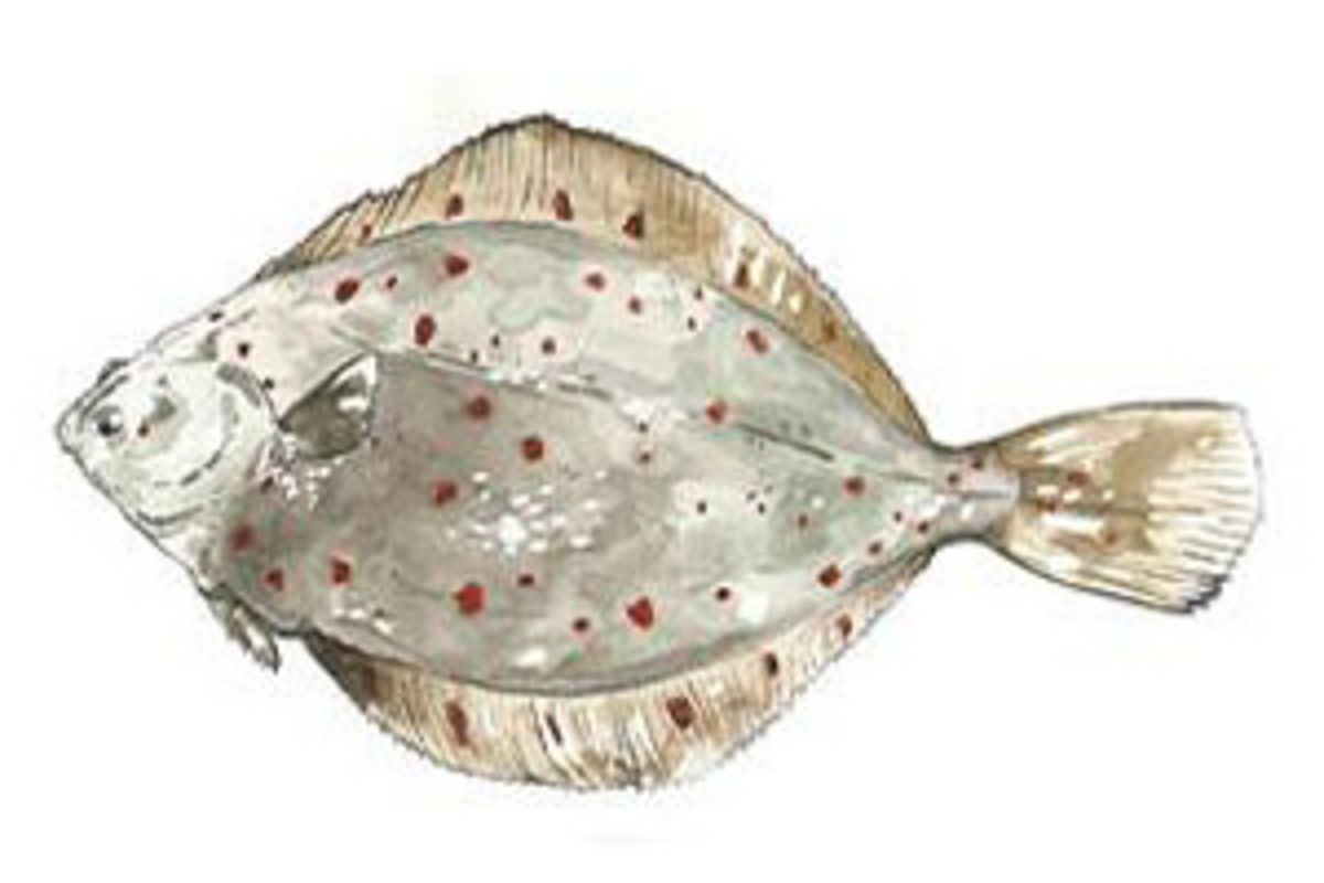 Ostsee Scholle (Pleuronectes platessa)