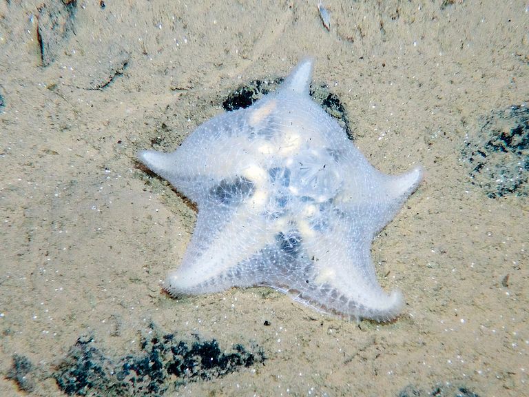 A starfish between manganese nodules in the CCZ. Photo: ROV Kiel 6000/GEOMAR