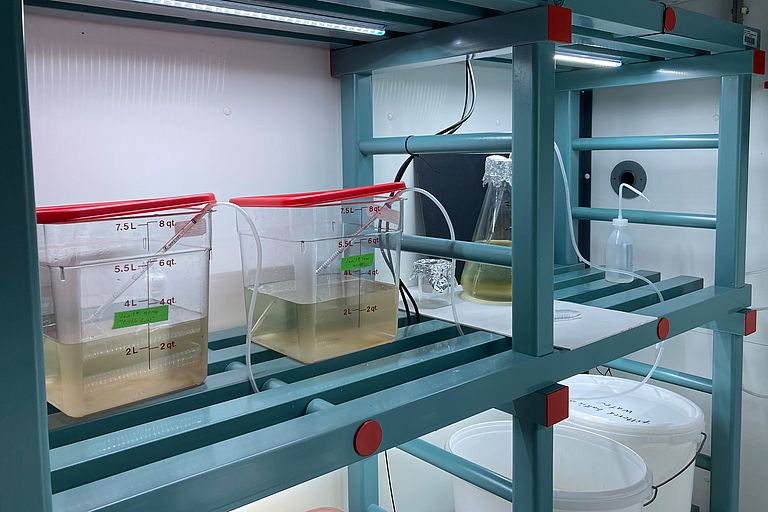 Experimental aquaria with copepods in the laboratory